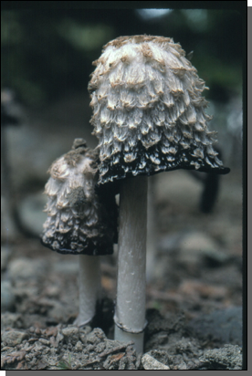shaggy mane